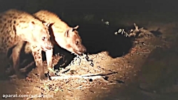 دانلود فیلم حیات وحش ترسناک جدید وقتی حتی شیرها از این حیوان بدجوری میترسن HD