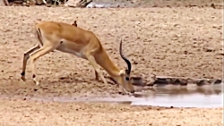 راز بقا - شکار مرگبار شیرها