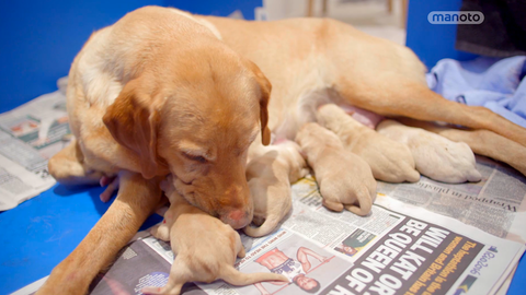 زایمان سگ از نژاد لابرادورتا