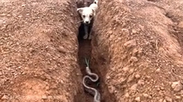 سگ, مار ,جنگ حیوانات