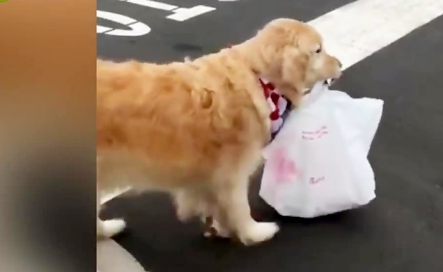 سگی که غذای صاحبش را از دلیوری می گیرد!