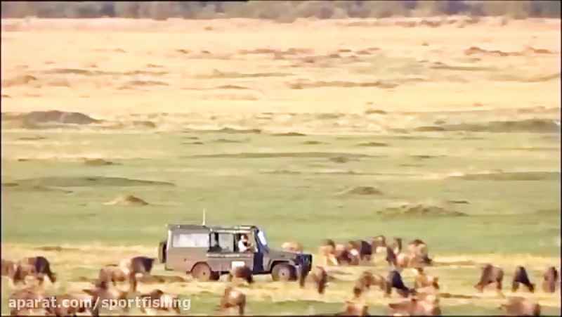 شکار و جنگ و جدال پلنگهای تیزدندان با حیوانات حیات وحش افریقا