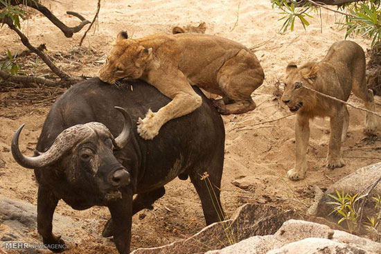 شیر, بوفالو ,حمله حیوانات