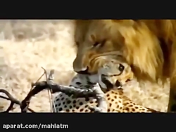 شیر در برابر یوزپلنگ - جنگ و نبرد خونین سگ وحشی و کفتار - نجات بچه گاومیش