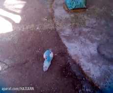 عشق بازی مرغ عشق با جفت مرده اش