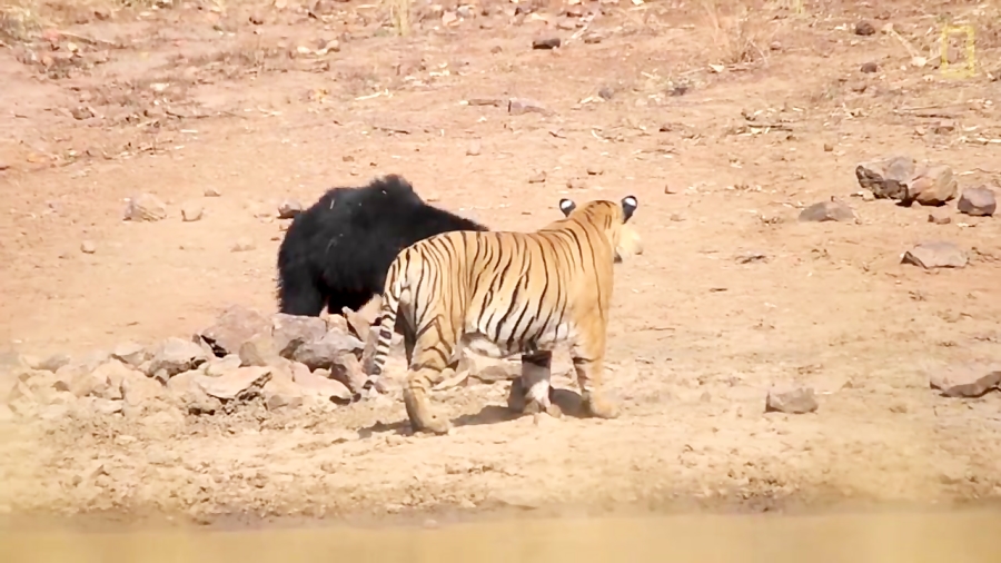 فیلم مبارزه خرس مادر برای نجات بچه‌اش با ببر