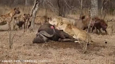 لحظاتی ترسناک از شکار شیر ها - جنگ و نبرد حیوانات
