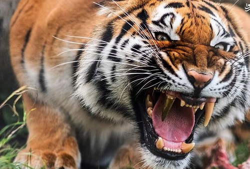 لحظه شکار یک مرد توسط ببر شکار انسان توسط ببر وحشی