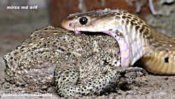 مارگیر میره مار قاتل يک جوان رو در روستا بگیره اتفاقات ترسناکی انتظارشو میکشه HD