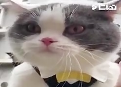 مجموعه فيلم هاي خنده دار حيوانات قسمت 21