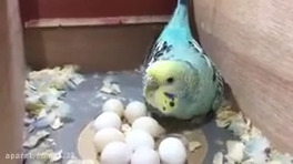 مرغ عشق تخم گذار