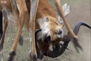 مستندی از جفت گیری غیر معمول حیوانات در طبیعت