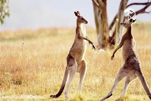 نبرد خونین حیوانات نر در فصل جفت گیری