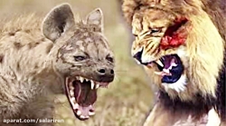 هیجان انگیزترین حمله و جنگ حیوانات