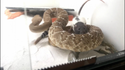 وقتی موش کوچولو از شدت ترس قاطی میکنه میره تو بقل مار زنگی وحشتناک HD