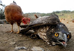 🎥 شکست عقاب از مرغ😐 جنگ عقاب و مرغ