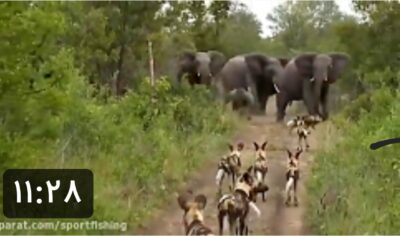جنگ و نبرد کفتارها و شیرها با فیلها در حیات وحش افریقا