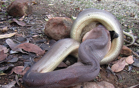 نبرد خونین مار کبرا | حیوانات خطرناک | کلیپ حیوانات