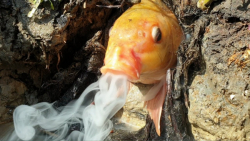 اوه خدای من.. ! طبیعت شگفت انگیز صحنه های باورنکردنی از دست ندهید