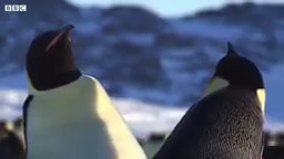 بهترین دعوا های جفت گیری حیوانات | 5 مورد برتر |