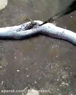 بیرون کشدن قورباغه از شکم مار