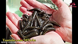 تلفات زالو مولد بعد از بارداری و جفت گیری