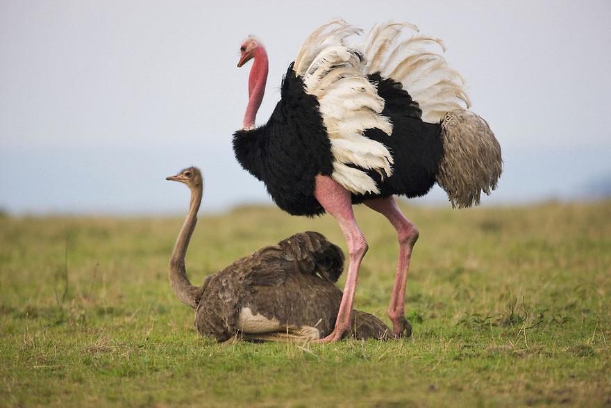 جفت گیری حیوانات | کلیپ کمتر دیده شده از جفت گیری شترمرغ