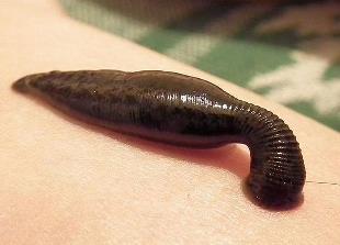 جفت گیری زالوها