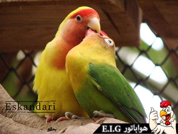 جفت گیری طوطی برزیلی