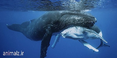 جفت گیری ماهی ها نهنگ ها و حیوانات دریایی