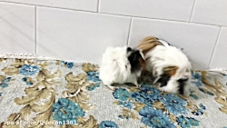 جفتگیری سگ پودل اقا تدی و جسی خانوم,جفت گیری حیوانات