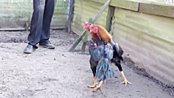 جنگ بهترین خروس ها