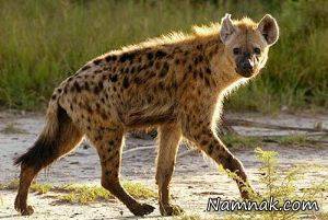 جنگ حیوانات با کفتار و مرگ حیوانات وحشی