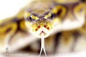 جنگ خطرناک حیوانات