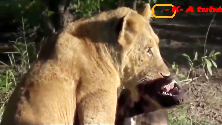 جنگ خونین بین سگ ها و شیر | سگ ها و کفتار | سگ ها و خرس 18+