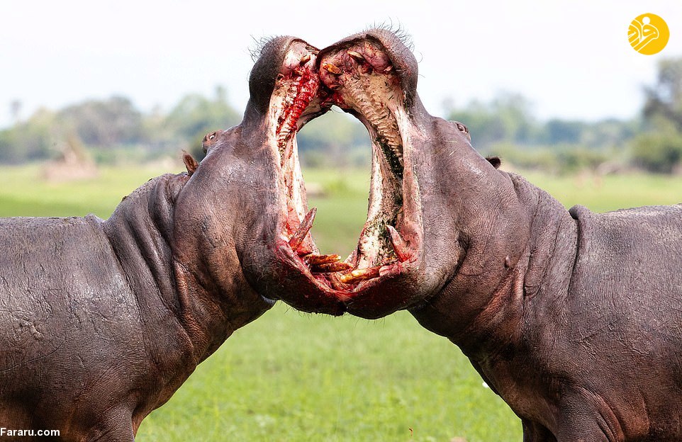 جنگ خونین حیوانات وحشی