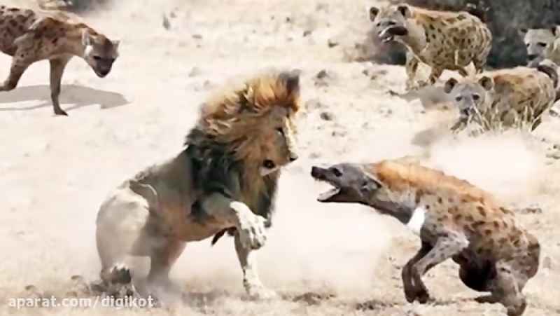 جنگ شیر و پلنگ و زرافه و گورخر و فیل و کفتار در حیات وحش افریقا