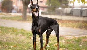 جنگ و دعوای خونین سگ ها