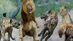 جنگ و نبرد حیوانات وحشی - شکار مرگبار