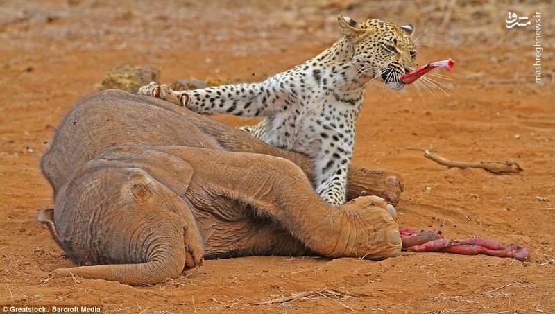 جنگ و نبرد حیوانات وحشی