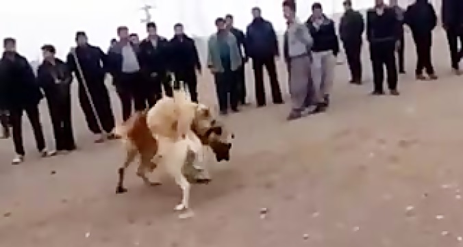 جنگ وحشیانه خونین دو سگ سرابی در ایران!