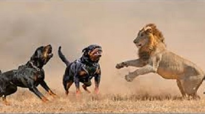 جنگ وحشیانه هیونا با شیر - نبرد حیوانات