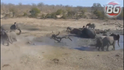 حظه ای حمله اسب آبی به شیرهای درنده. 18