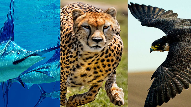 حیات وحش : سریع ترین حیوانات دنیا