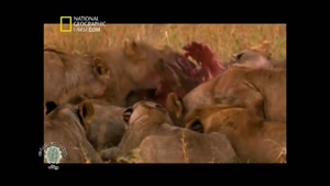 حیواناتی که شیر ها را می کشند,مستند,حیوانات,شکار,حیات وحش,راز بقا