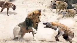 دنیای ترسناک و وحشیانه حیوانات وحشی شکار وحشیانه جنگ کفتارها برای قلمرو