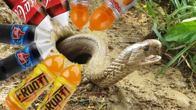 شکار حیرت انگیز پسر بچه ای که با کوکاکولا مار وحشی را میگیرد