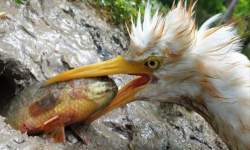 شکار حیوانات پرنده حواصیل سفید و گاو ماهی کوچک زنده ماندن در جنگل