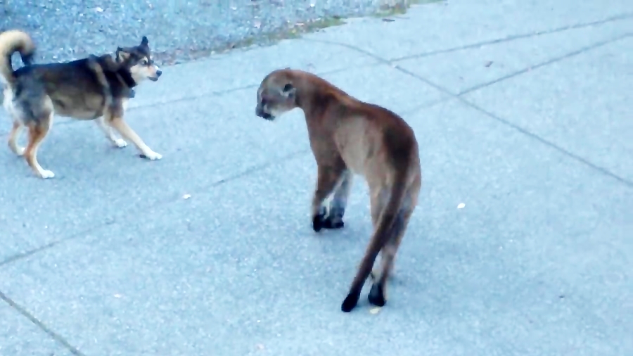 شکار سگ به دست گربه وحشی