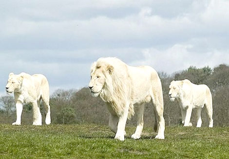 شکار شیر سفید